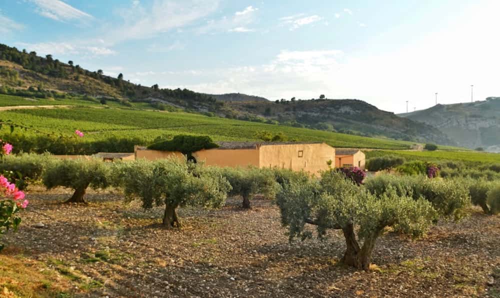 Degustazione di vino e visita in cantina in provincia di Agrigento-image-10