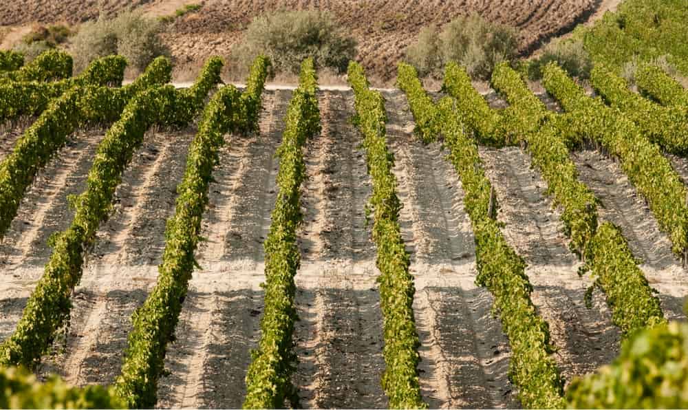 2 planeta buonivini noto