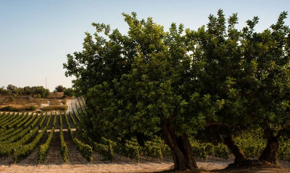 planeta buonivini noto