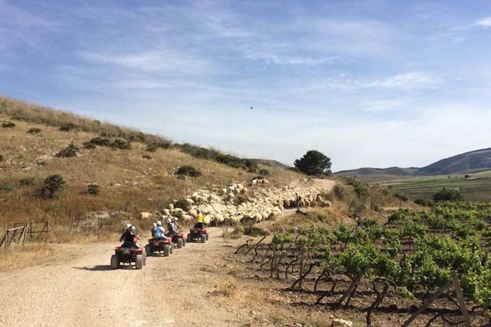 Quad bike ride along the countryside of Trapani and visit to the Archaeological Park of Segesta-image-7