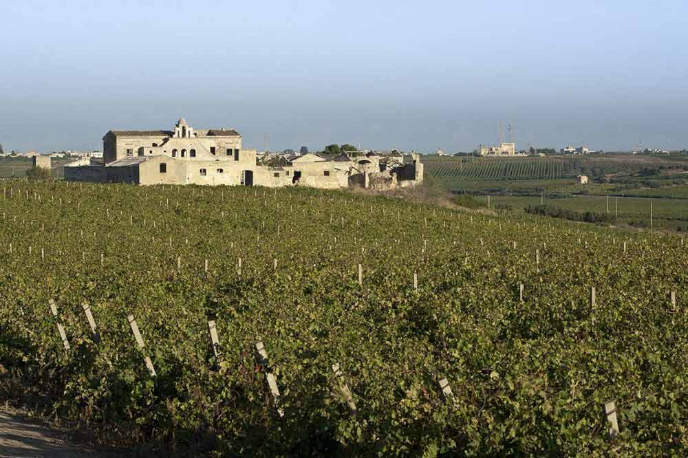 Visit to a winery and wine tasting in Marsala-image-7