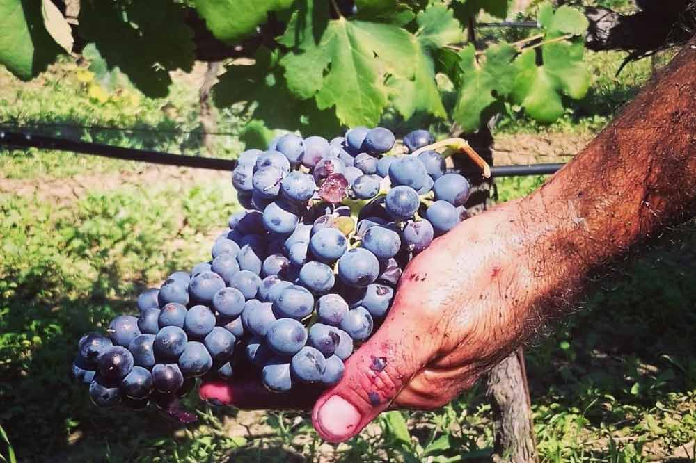 Degustazione di vino in cantina con passeggiata in vigna nell'entroterra Palermitano-image-5