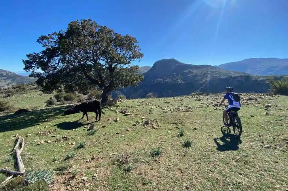 Bike tour in the Madonie Natural Park from Cefalù-image-6