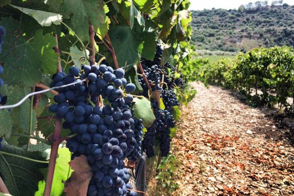 Visite de la cave à Raguse avec dégustation de vin et de produits siciliens typiques-image-8