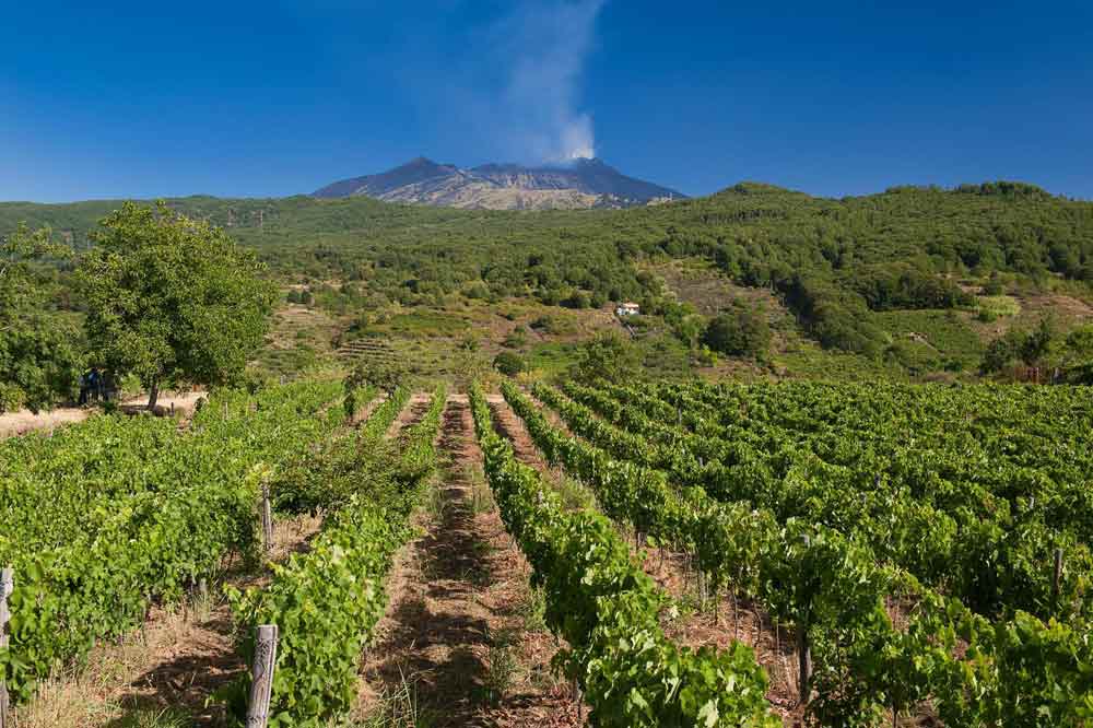 Visit of a winery with aperitif on the slopes of Mount Etna-image-4
