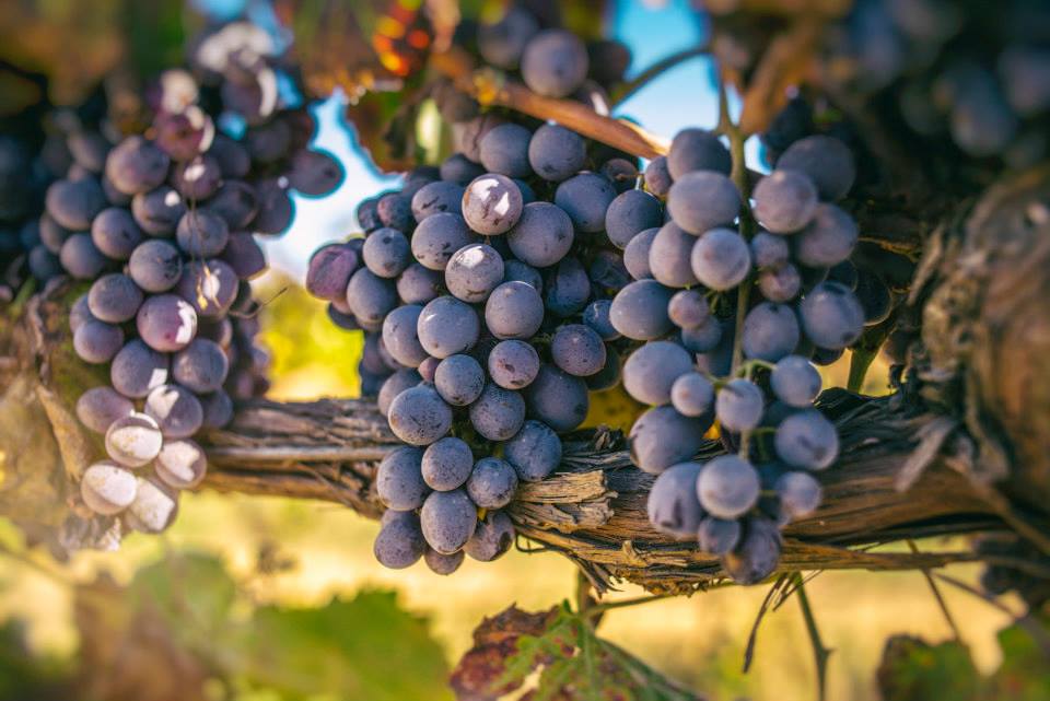 Cantina Marilina Noto 4