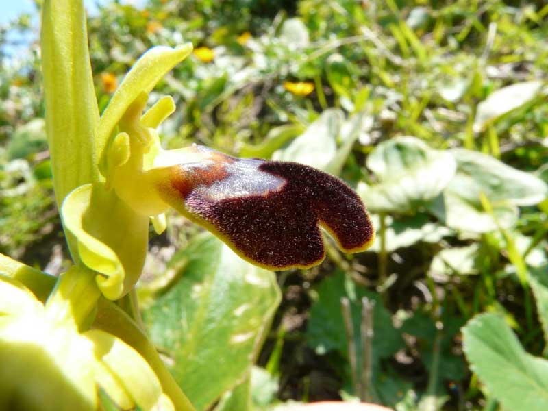 orchidea torre salsa agrigento