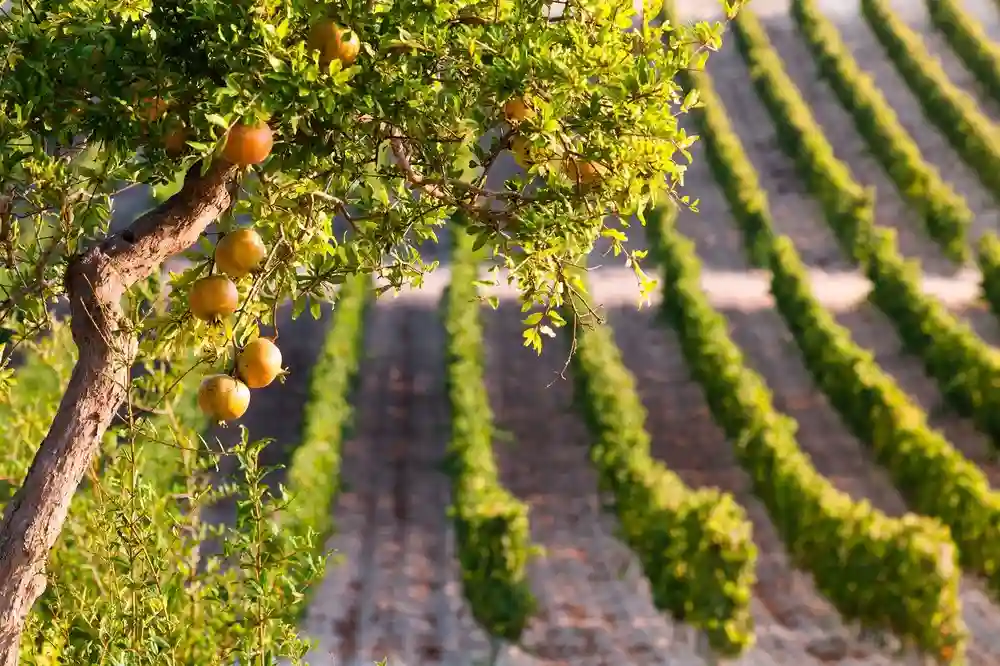 Dégustations de vins et d’huiles d’olive Planeta - Noto-image-6